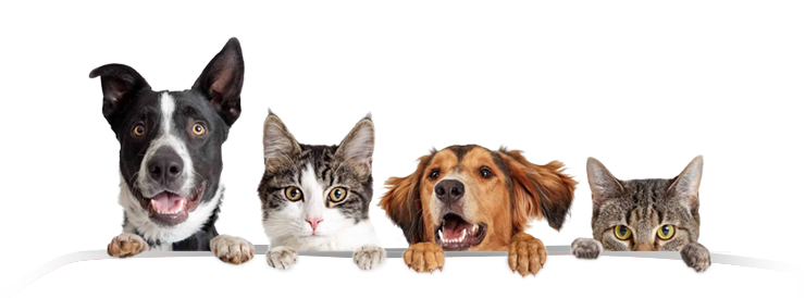 perros y gatos